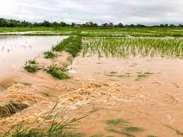 rice production down by 8.74 %